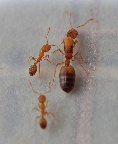 Pharaoh Ants