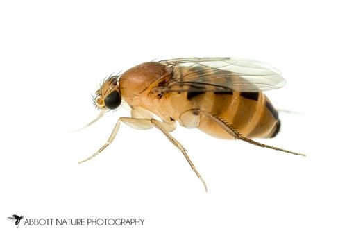 Phorid Flies
