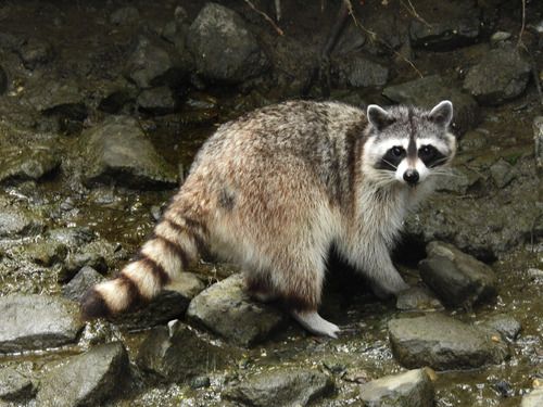 Raccoons