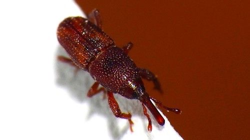 Rice Weevils