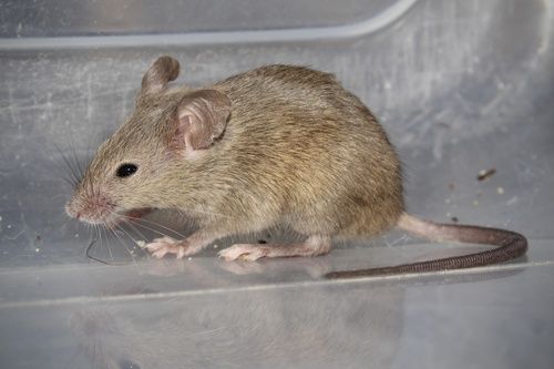Rodents