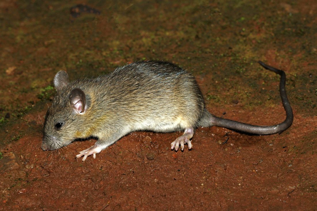Roof Rats