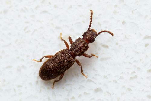 Sawtooth Beetles