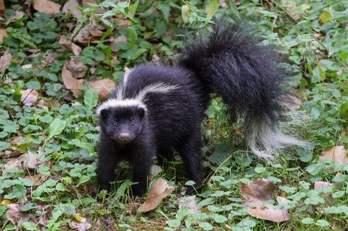 Skunks