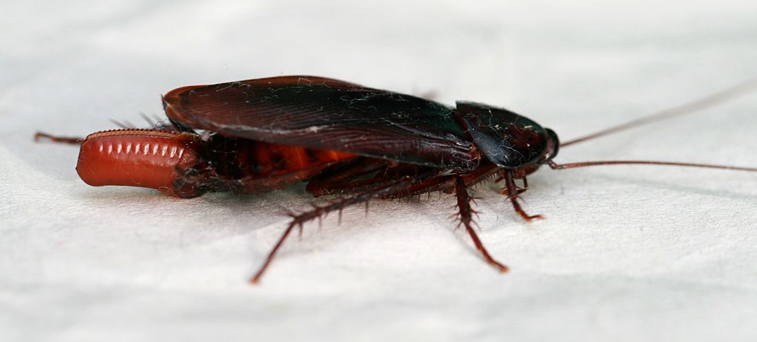 Smoky Brown Cockroaches