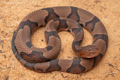 Snakes