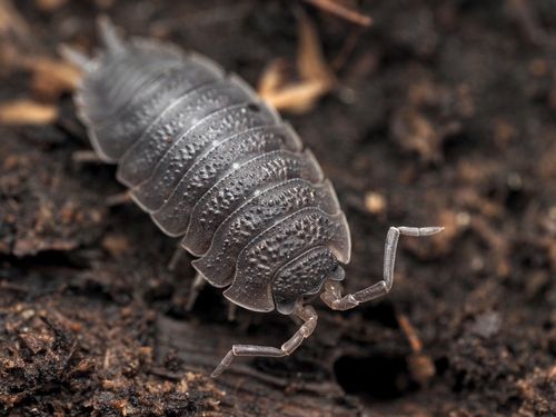 Sow Bugs