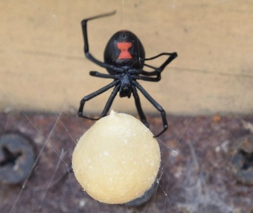 Spiders