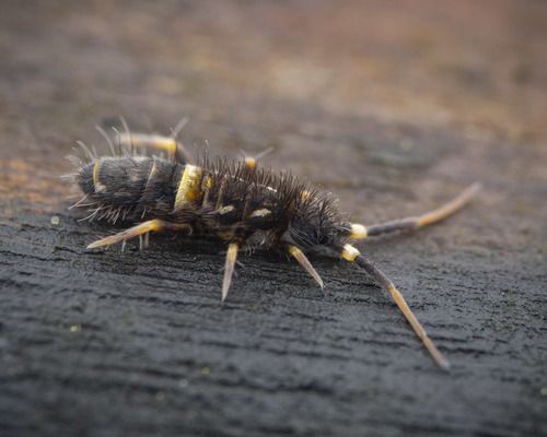Springtails