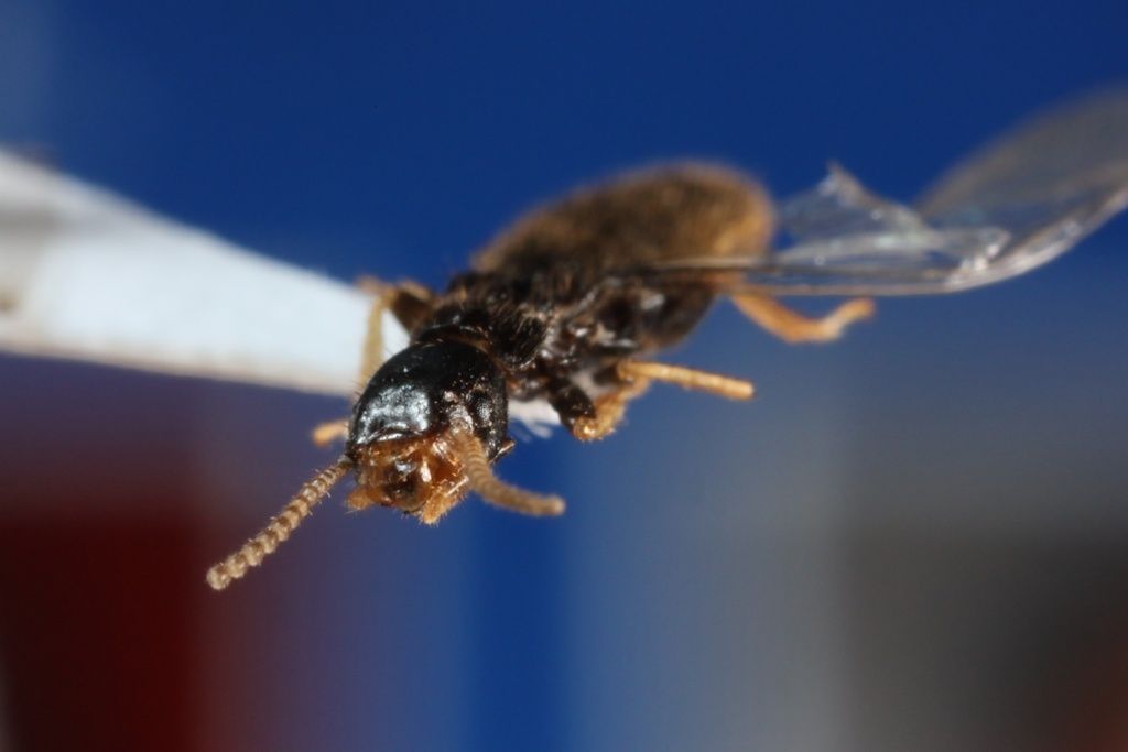 Termite Swarmers vs Flying Ants