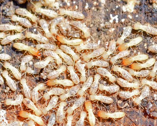 Termites