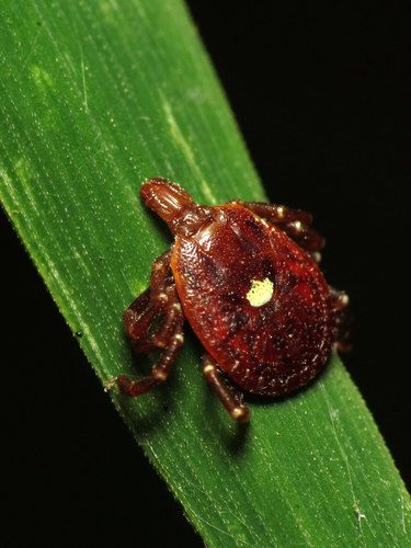 Ticks