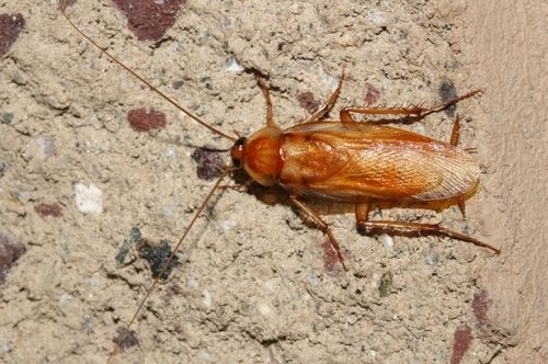 Turkestan Cockroaches