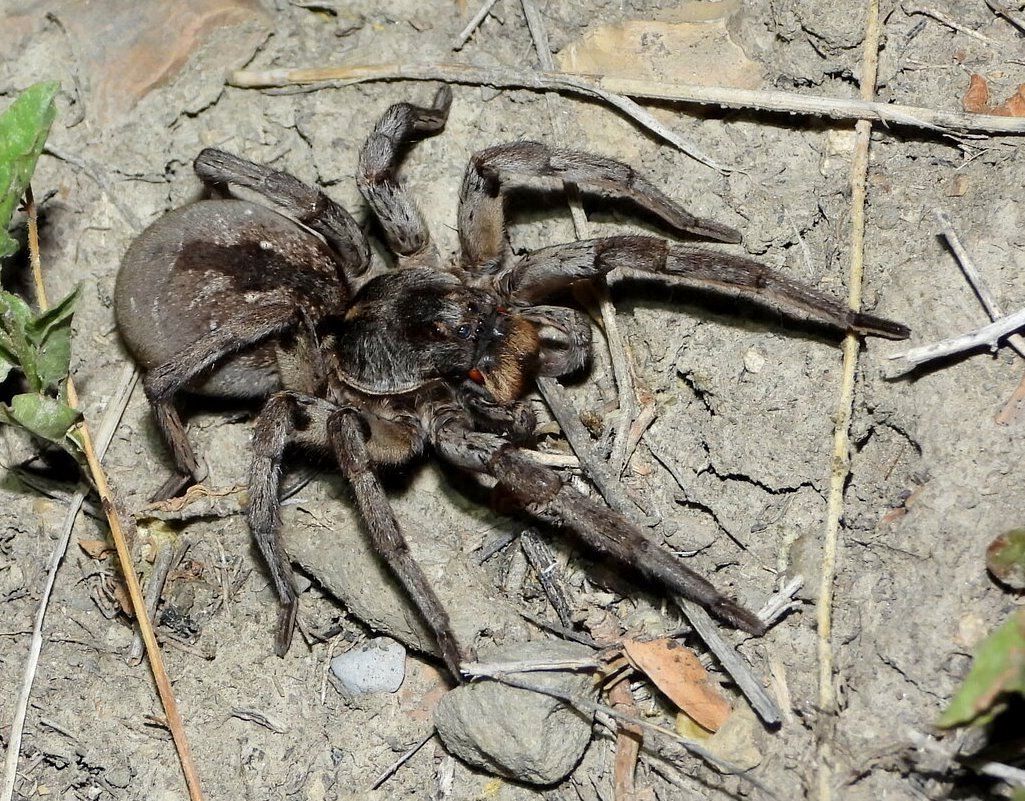 Wolf Spiders