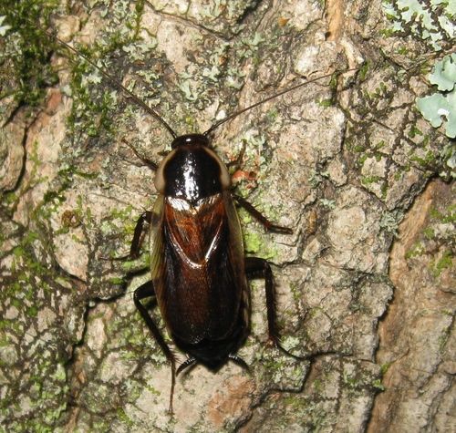 Wood Cockroaches