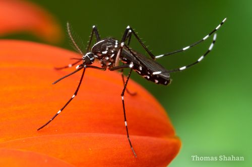 Yard Pests