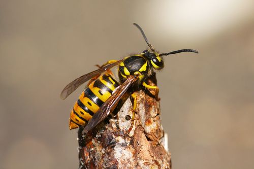 Yellow Jackets