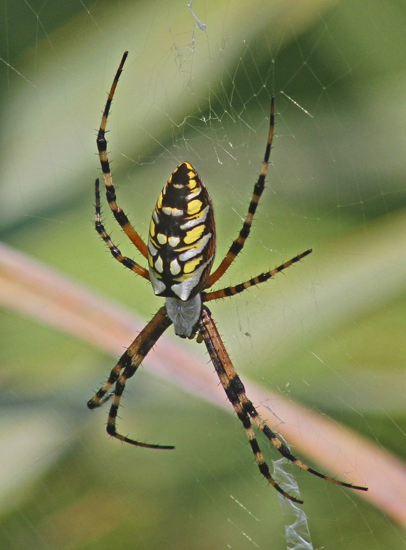 Zipper Spiders