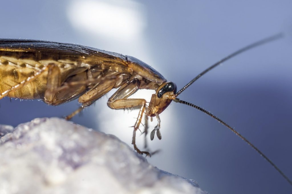 German cockroach