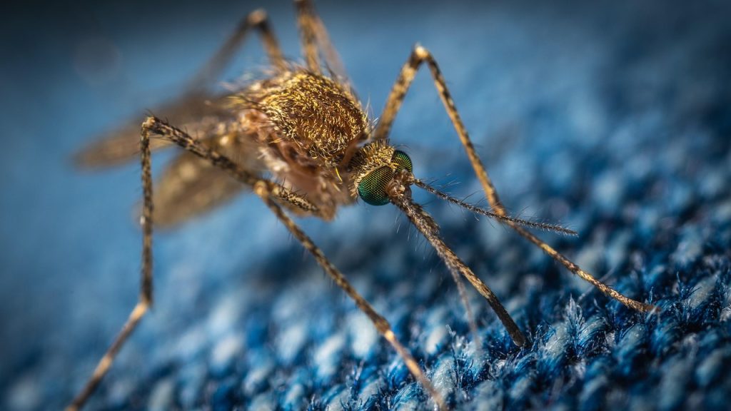 Mosquito macro