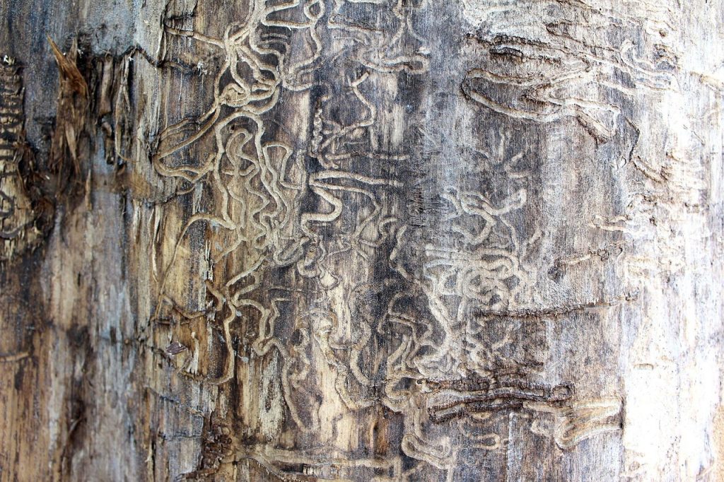 Termite damage in wood