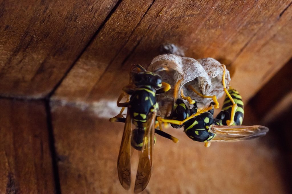 Wasp under eave