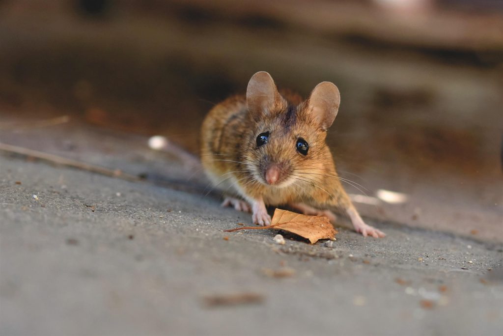 House mouse close-up